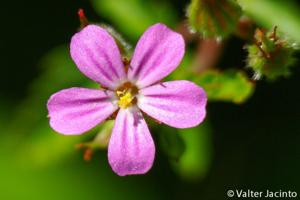 Geraniaceae