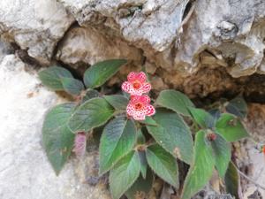 Gesneriaceae