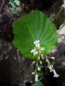 Gesneriaceae