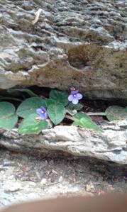 Gesneriaceae