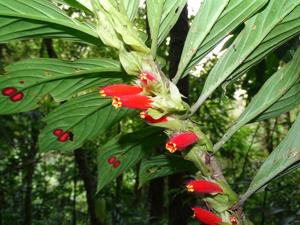 Gesneriaceae