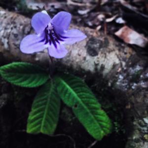 Gesneriaceae