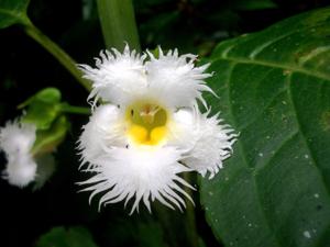 Gesneriaceae