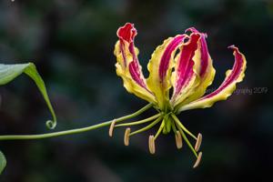 Gloriosa