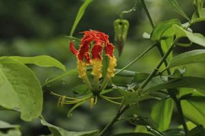 Gloriosa