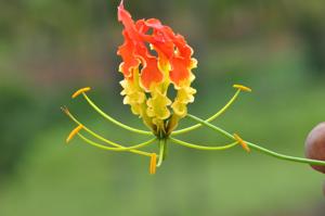 Gloriosa