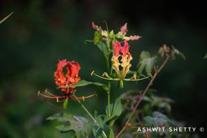 Gloriosa