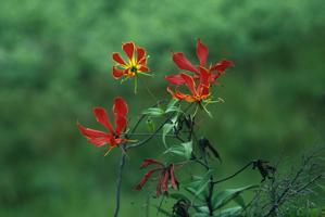 Gloriosa