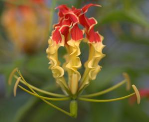 Gloriosa