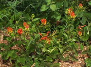 Gloriosa