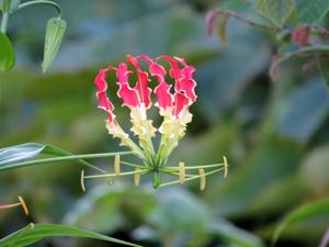 Gloriosa