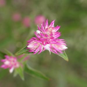 Gomphrena