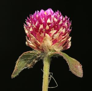 Gomphrena