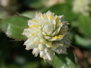 Gomphrena