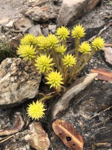 Gomphrena