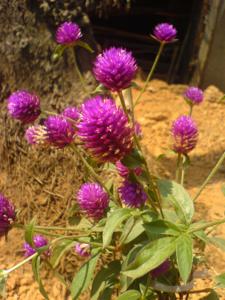 Gomphrena