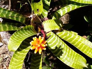 Guzmania