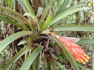 Guzmania