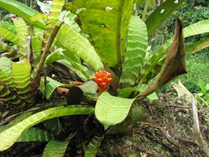 Guzmania