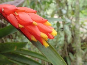 Guzmania