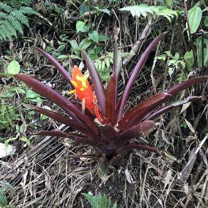 Guzmania