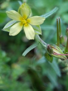 Helianthemum