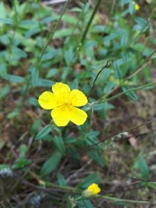 Helianthemum