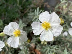 Helianthemum