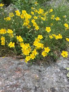 Helianthemum