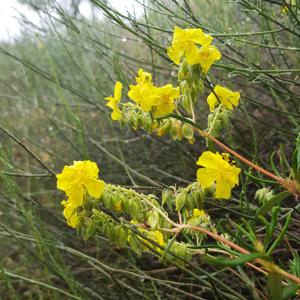 Helianthemum