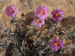 Helianthemum