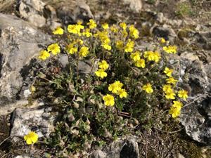 Helianthemum