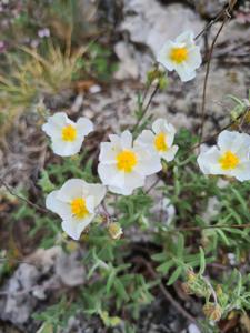 Helianthemum