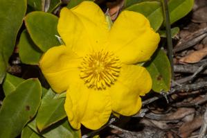 Hibbertia