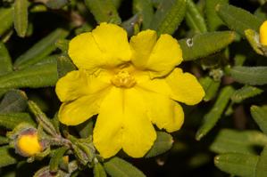 Hibbertia