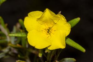 Hibbertia