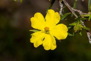 Hibbertia