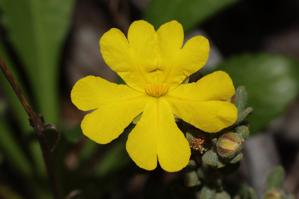 Hibbertia