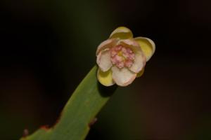 Hibbertia