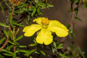 Hibbertia