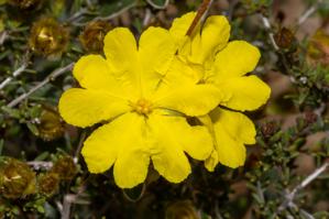 Hibbertia