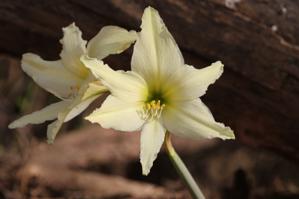 Hippeastrum