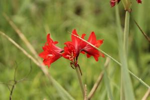 Hippeastrum