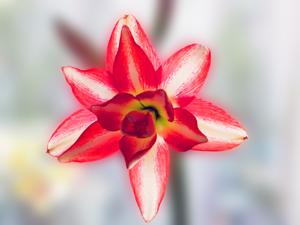 Hippeastrum