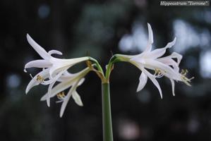 Hippeastrum