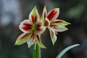 Hippeastrum