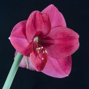 Hippeastrum