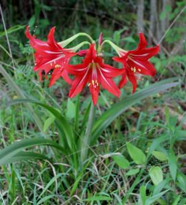 Hippeastrum