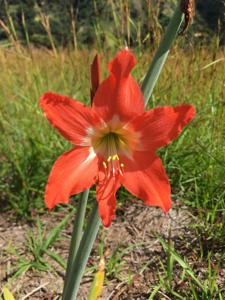 Hippeastrum