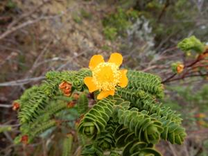 Hypericum